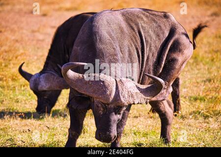 The African buffalo stood on the grass, with huge horns in front. Large numbers of animals migrate to the Masai Mara National Wildlife Refuge in Kenya Stock Photo