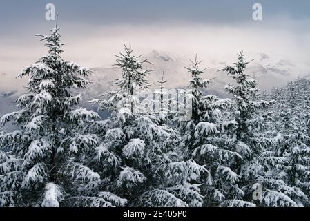 Snow covered Spruce Fir trees with mountains in the background. Lake District, UK. Stock Photo