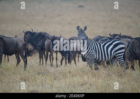On the grassland, a zebra stands in front of the antelope(Wildebeest). Large numbers of animals migrate to the Masai Mara National Wildlife Refuge in Stock Photo