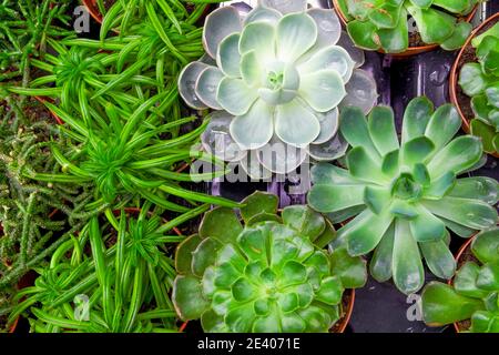 Close-up top view of several succulent plants in a greenhouse. Selective focus. Stock Photo