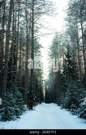 selective focus. snow mixed forest with coniferous trees and trails in the Leningrad region. January 2021 Stock Photo