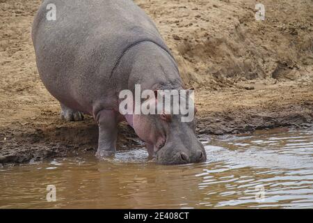 A hippo stood by the river drinking water. Large numbers of animals migrate to the Masai Mara National Wildlife Refuge in Kenya, Africa. 2016. Stock Photo