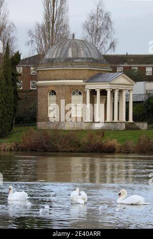 Mute Swans (Cygnus olor) and Garrick's Temple to Shakespeare, Sadlers Ride, East Molesey, Surrey, England, Great Britain, UK, Europe Stock Photo