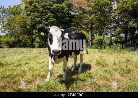cow Stock Photo