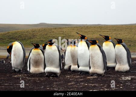 King Penguins: Similar in colour to giant Emperor Penguin, the Kings are the second largest of the 18 different types of penguin. Stock Photo