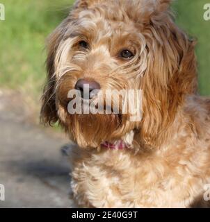 Cockapoo playing in the garden Stock Photo