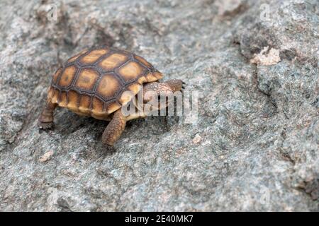 Juvenile Desert Tortoise (Gopherus agassizii) walking on rock, Mojave Desert, California, USA. The tortoise is about 8 cm long. Stock Photo