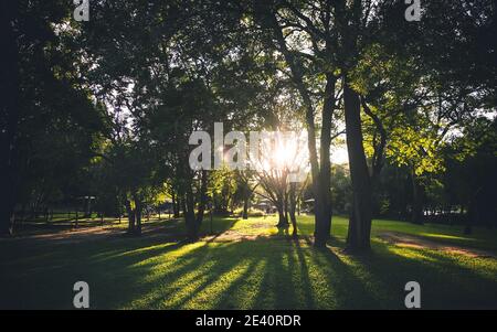 Sunlight shining though trees on to grass. Silhouetted trees. Stock Photo