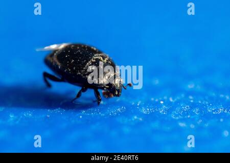 Hister beetle (histeridae) macro photography footage  examining small black beetle on blue background near water in the Middle East. Stock Photo