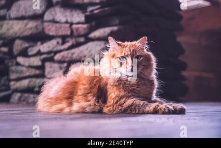 Ginger cat laying on the floor. Cat lying on wooden floor. Stock Photo