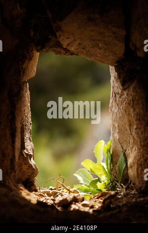 Stone portal with a fern growing, window of a hillside church, Hvar, Dalmatian Coast, Croatia Stock Photo