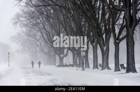 People walking by a row of mature maples during a blizzard on the Plains of Abraham, Quebec City, Canada Stock Photo