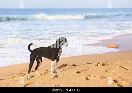 Dog on a tropical beach at sunset. Stock Photo
