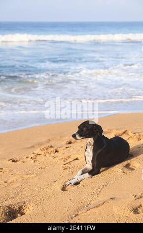 Dog rests on a tropical beach at sunset. Stock Photo