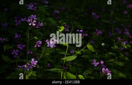 Closeup Phlox Subulata, Deep Purple in spring time Stock Photo
