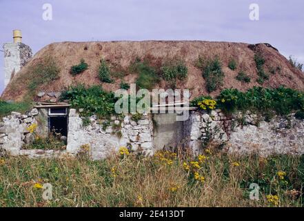 Deserted traditional single-storey croft: weeds growing on the thatch, ragwort in garden, blocked door, broken window, tiree, inner hebrides scotland Stock Photo