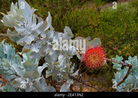 Australia, flowering  Eucalyptus Macrocarpa Stock Photo