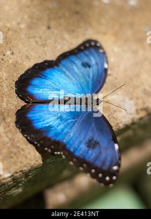 Vertical shot of a dead blue butterfly on a concrete stone surface Stock Photo