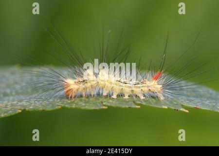 Young Pale Tussock moth caterpillar (Calliteara pudibunda) on rowan tree leaf. Tipperary, Ireland Stock Photo