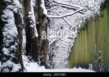 A path in the forest covered in snow Stock Photo