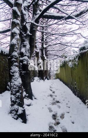 A path in the forest covered in snow Stock Photo