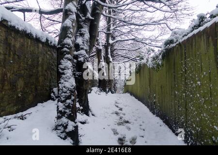 A path in the forest covered in snow Stock Photo