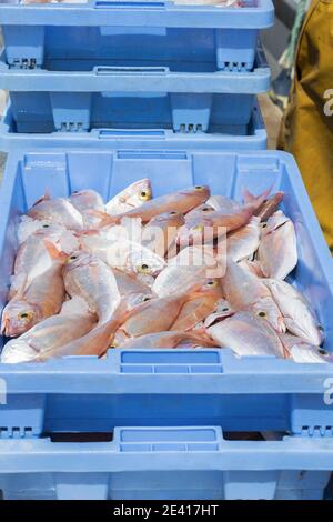 Vertical shot of a blue market box filled with recently caught red sea bream Stock Photo