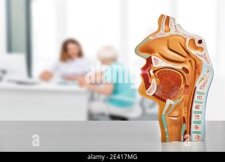 Diagnosis and treatment of ENT diseases. Nasal and oral cavity anatomical model on a table, over background ENT doctor consultation for her patient Stock Photo