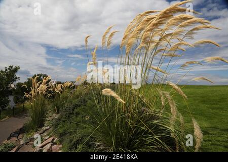 Girvan, Ayrshire, Scotland, UK. Views though Pampas grass in McCreath Park on the opposite side of the Water of Girvan and harbour area Stock Photo