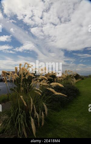 Girvan, Ayrshire, Scotland, UK. Views though Pampas grass in McCreath Park on the opposite side of the Water of Girvan and harbour area Stock Photo