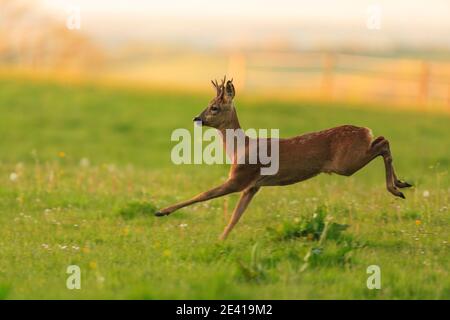 Roe Deer in their natural habitat. Stock Photo