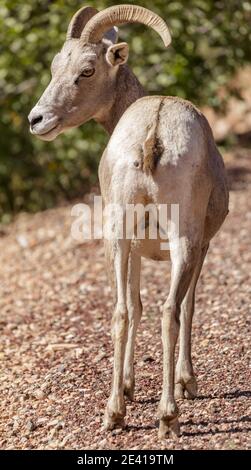 Desert Bighorn Sheep Female Looking Back with Suspicion Stock Photo