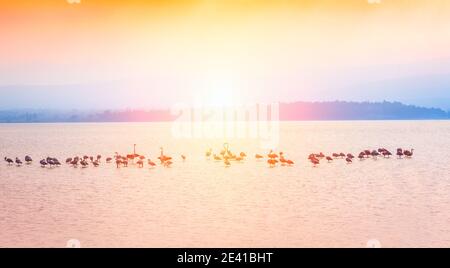 Flamants roses (Phoenicopterus Roseus), Le Salin de La Palme,Occitanie,France. Stock Photo