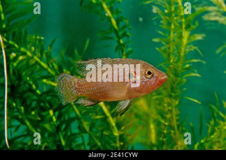 Hemichromis lifalili, common name blood-red jewel cichlid, is a species of fish in the family Cichlidae. Stock Photo