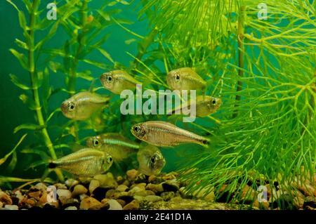 Hemigrammus is a genus of freshwater fish in the family Characidae native to South America Stock Photo