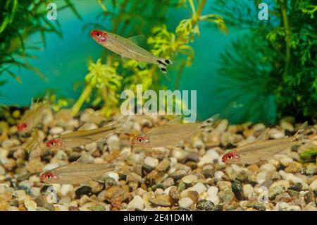 Hemigrammus bleheri is a species of characin found in Amazon Basin in Brazil and Peru. Stock Photo