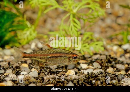 The flame tetra (Hyphessobrycon flammeus), also known as the red tetra or Rio tetra, is a small freshwater fish of the characin family Characidae. Stock Photo