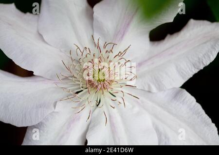 close-up of a large white clematis flower showing the stamen and pink stripes on the leaves Stock Photo