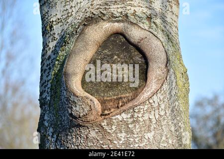 Tree bark showing curious knot detail Stock Photo