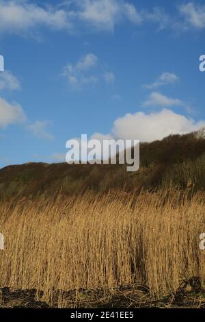 Grasses growing on the shoreline at Croy Shore, Ayrshire, Scotland, UK Stock Photo