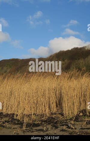 Grasses growing on the shoreline at Croy Shore, Ayrshire, Scotland, UK Stock Photo