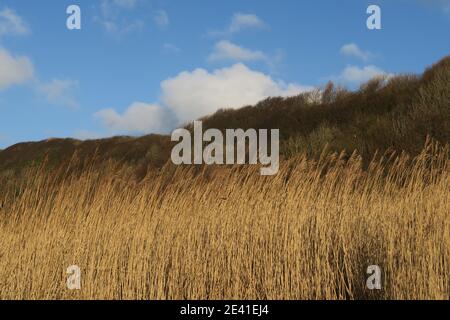 Grasses growing on the shoreline at Croy Shore, Ayrshire, Scotland, UK Stock Photo