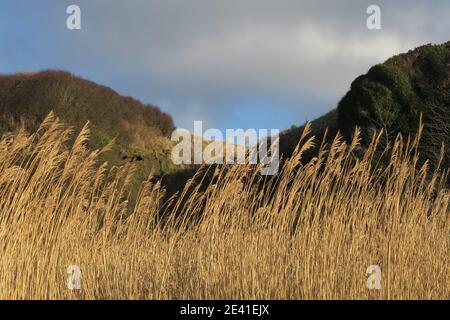 Grasses growing on the shoreline at Croy Shore, Ayrshire, Scotland, UK Stock Photo