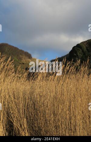 Grasses growing on the shoreline at Croy Shore, Ayrshire, Scotland, UK Stock Photo