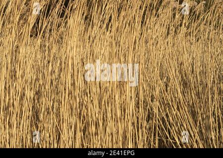 Grasses growing on the shoreline at Croy Shore, Ayrshire, Scotland, UK Stock Photo