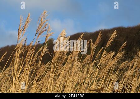 Grasses growing on the shoreline at Croy Shore, Ayrshire, Scotland, UK Stock Photo