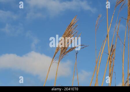 Grasses growing on the shoreline at Croy Shore, Ayrshire, Scotland, UK Stock Photo