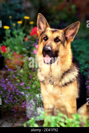 GERMAN SHEPHERD DOG:  Make My Day (Deutscher Schäferhund/Alsatian) Stock Photo