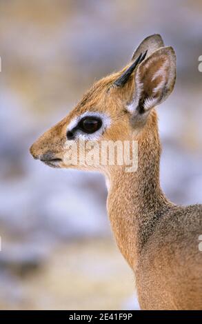 Damara/Kirk's Dik-dik (Madoqua kirkii damarensis) male showing pre-orbital scent gland, Etosha National Park, Namibia, Africa Stock Photo