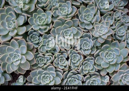 Succulent plants shot from directly above Stock Photo